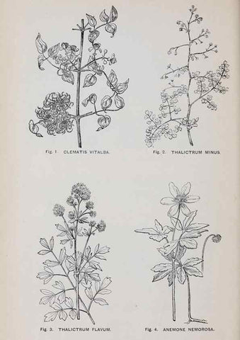 Reproducción/Reproduction 49742698913: The flora of the Liverpool district /. Liverpool :D. Marples & Co.,1902.. 