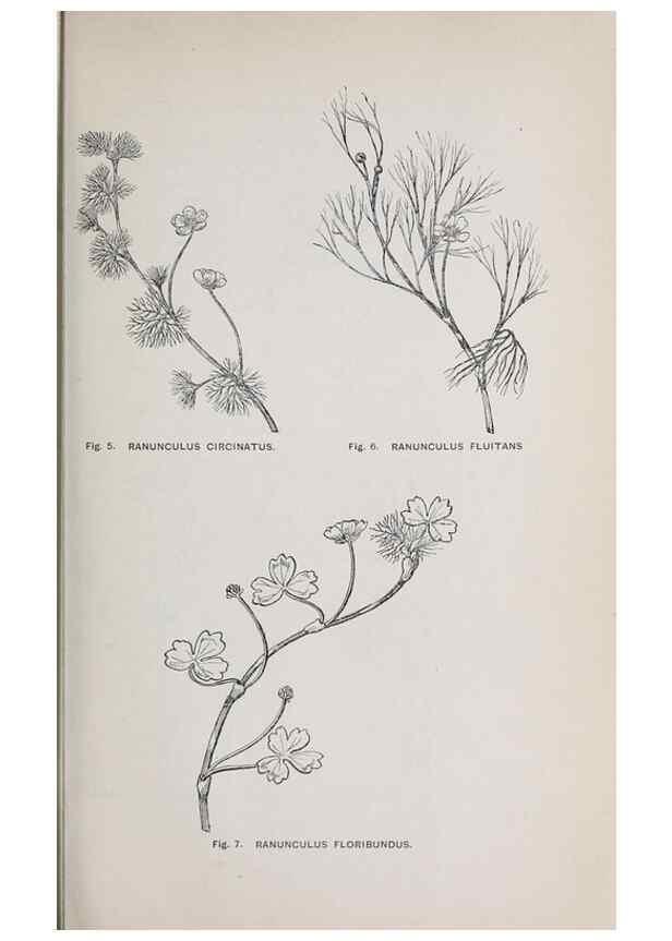 Reproducción/Reproduction 49742699293: The flora of the Liverpool district /. Liverpool :D. Marples & Co.,1902.. 