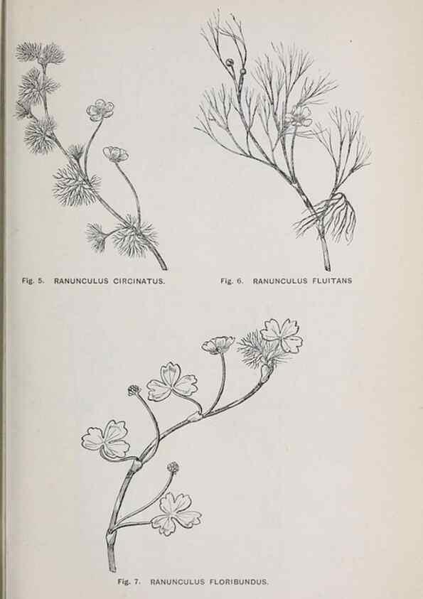 Reproducción/Reproduction 49742699293: The flora of the Liverpool district /. Liverpool :D. Marples & Co.,1902.. 