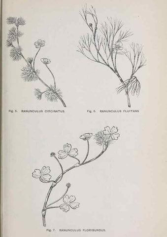 Reproducción/Reproduction 49742699293: The flora of the Liverpool district /. Liverpool :D. Marples & Co.,1902.. 