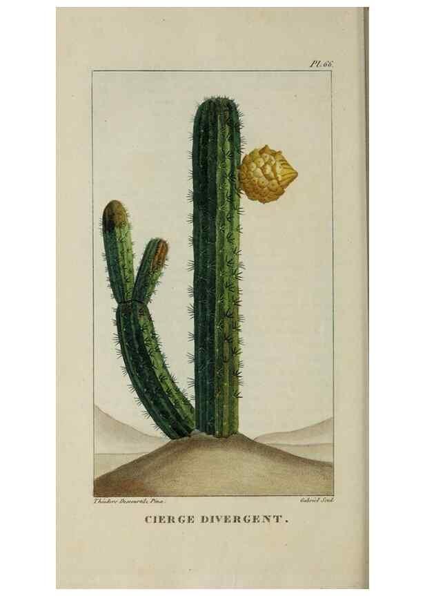 Reproducción/Reproduction 49743189146: Flore pittoresque et médicale des Antilles, ou, Histoire naturelle des plantes usuelles des colonies françaises, anglaises, espagnoles, et portugaises /. Paris :Ches l'Editeur,1833.. 