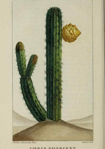 Reproducción/Reproduction 49743189146: Flore pittoresque et médicale des Antilles, ou, Histoire naturelle des plantes usuelles des colonies françaises, anglaises, espagnoles, et portugaises /. Paris :Ches l'Editeur,1833.. 