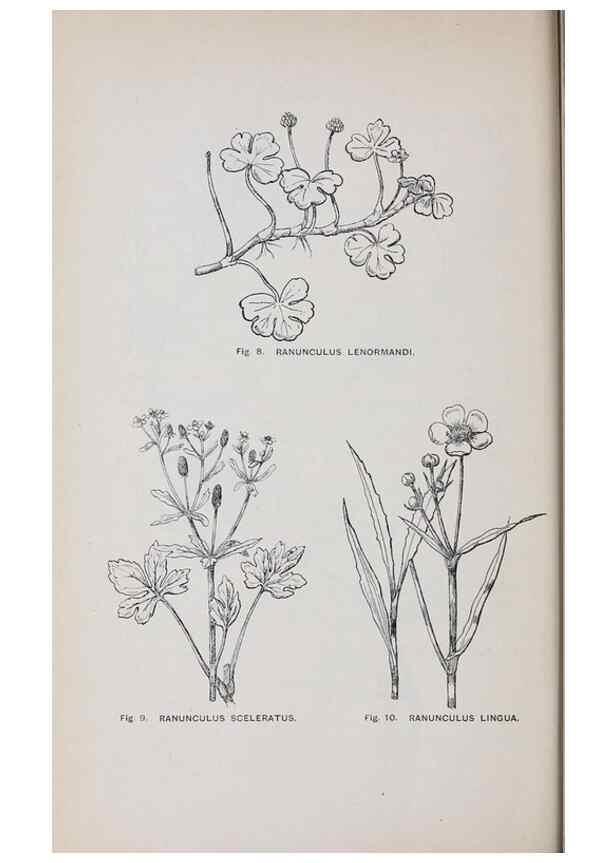 Reproducción/Reproduction 49742699693: The flora of the Liverpool district /. Liverpool :D. Marples & Co.,1902.. 