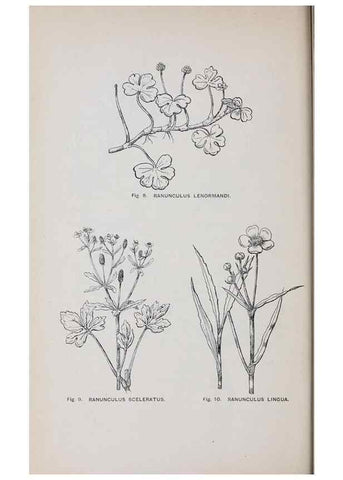 Reproducción/Reproduction 49742699693: The flora of the Liverpool district /. Liverpool :D. Marples & Co.,1902.. 