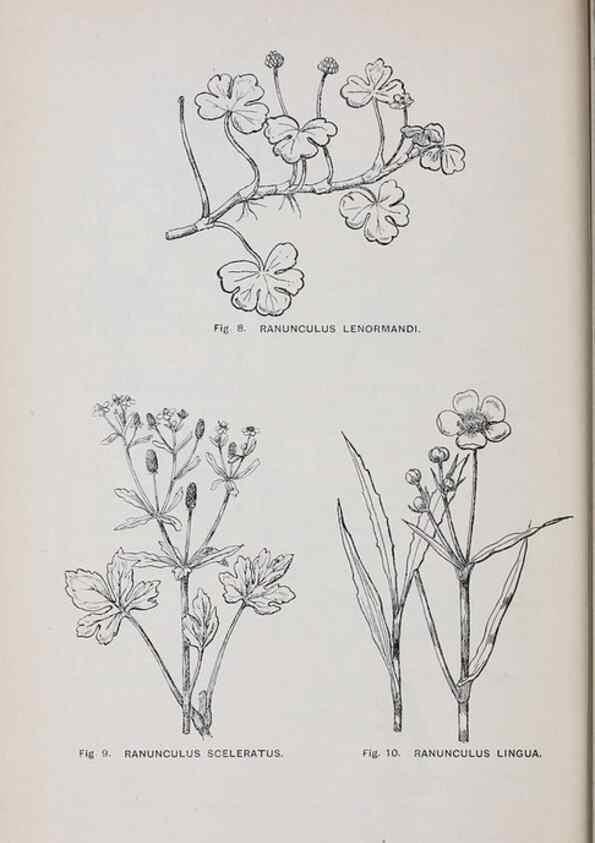 Reproducción/Reproduction 49742699693: The flora of the Liverpool district /. Liverpool :D. Marples & Co.,1902.. 