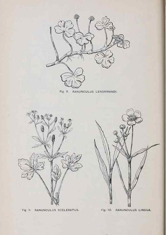 Reproducción/Reproduction 49742699693: The flora of the Liverpool district /. Liverpool :D. Marples & Co.,1902.. 