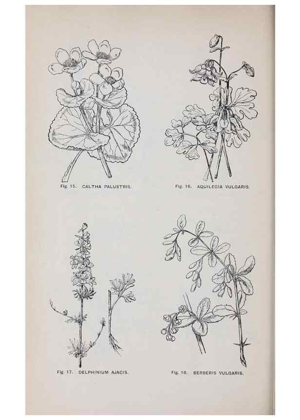 Reproducción/Reproduction 49743571767: The flora of the Liverpool district /. Liverpool :D. Marples & Co.,1902.. 