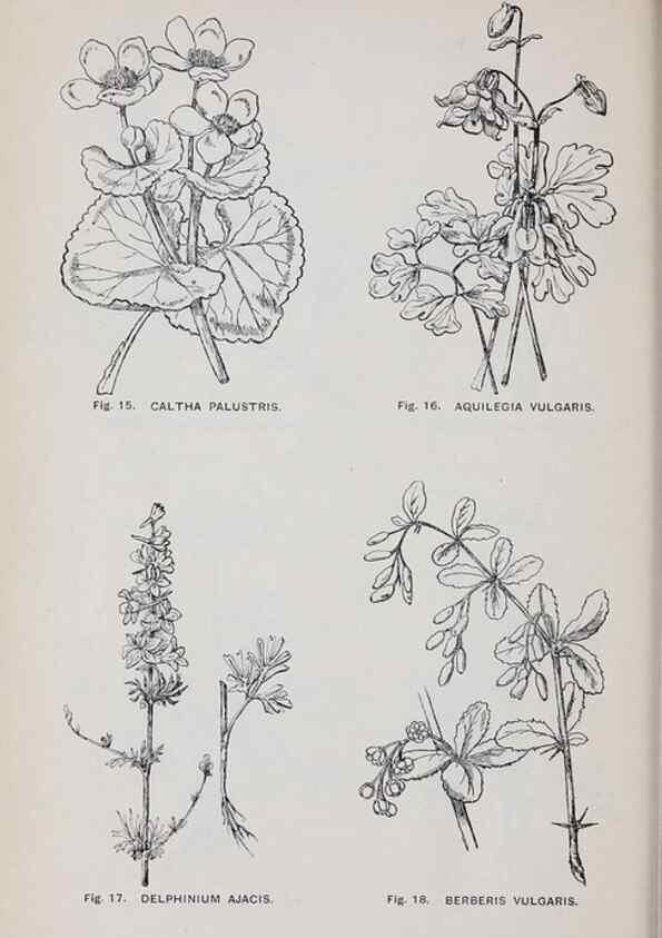 Reproducción/Reproduction 49743571767: The flora of the Liverpool district /. Liverpool :D. Marples & Co.,1902.. 