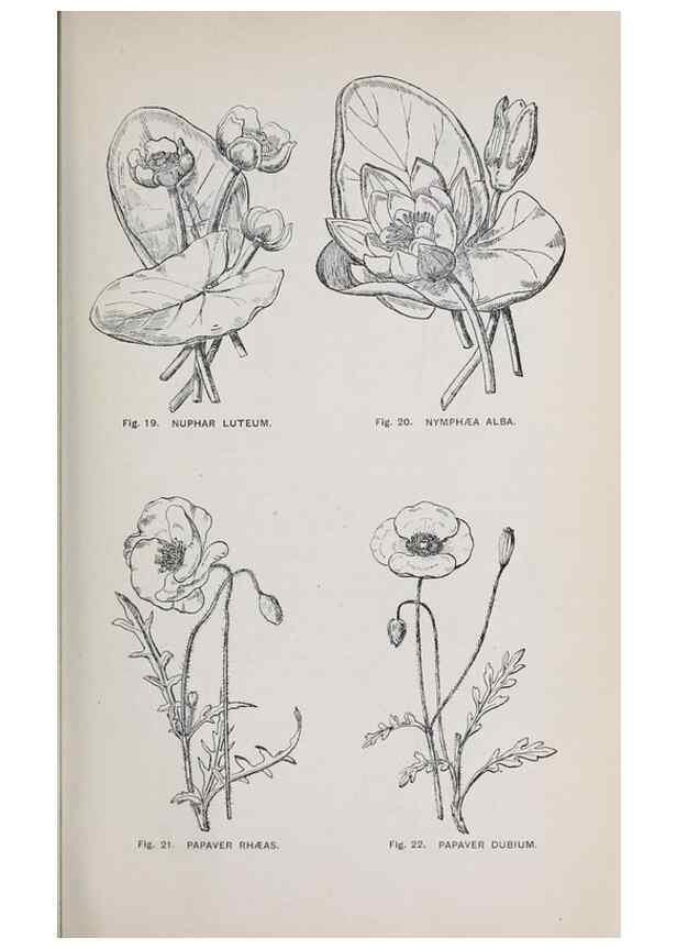 Reproducción/Reproduction 49743572047: The flora of the Liverpool district /. Liverpool :D. Marples & Co.,1902.. 