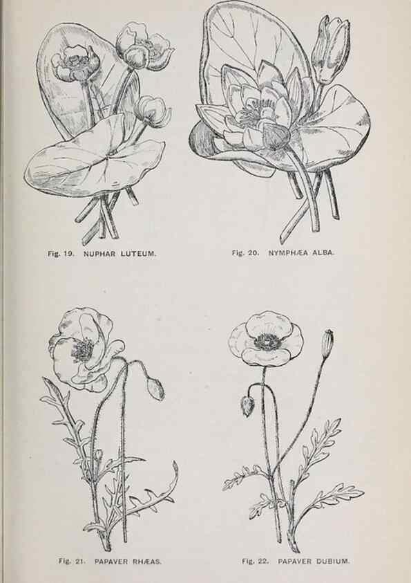Reproducción/Reproduction 49743572047: The flora of the Liverpool district /. Liverpool :D. Marples & Co.,1902.. 