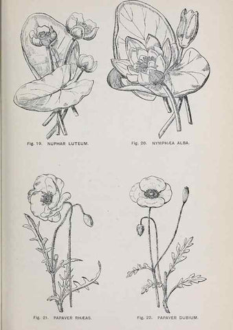 Reproducción/Reproduction 49743572047: The flora of the Liverpool district /. Liverpool :D. Marples & Co.,1902.. 