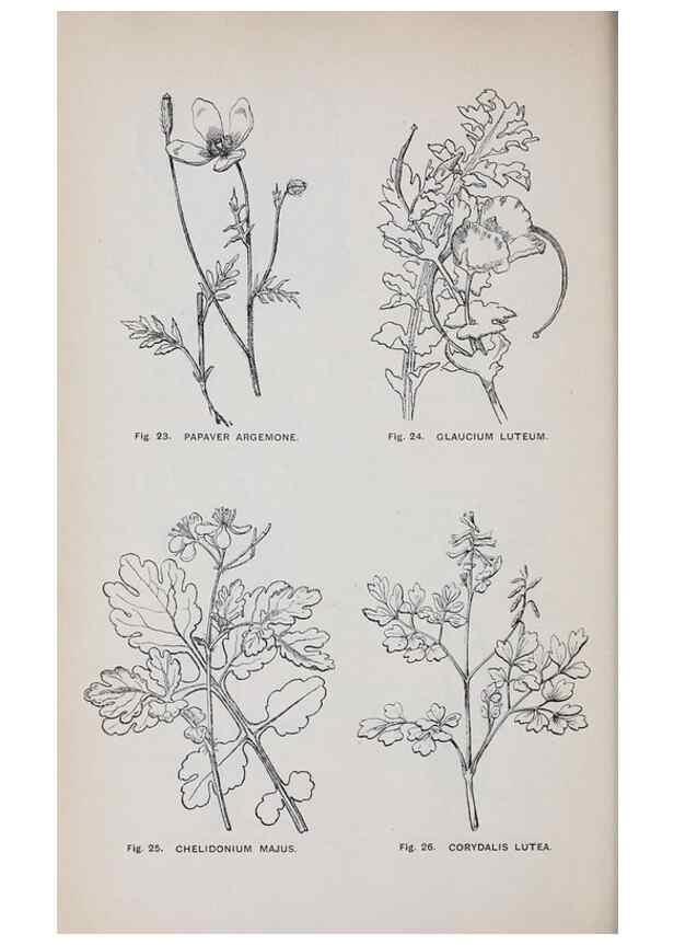 Reproducción/Reproduction 49743250541: The flora of the Liverpool district /. Liverpool :D. Marples & Co.,1902.. 