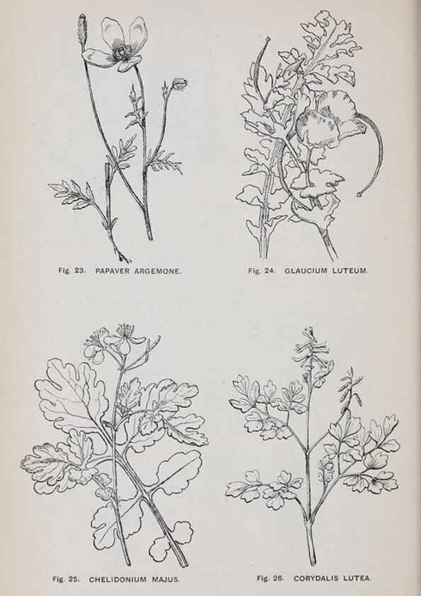 Reproducción/Reproduction 49743250541: The flora of the Liverpool district /. Liverpool :D. Marples & Co.,1902.. 