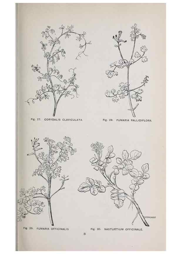 Reproducción/Reproduction 49743250796: The flora of the Liverpool district /. Liverpool :D. Marples & Co.,1902.. 