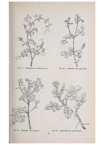 Reproducción/Reproduction 49743250796: The flora of the Liverpool district /. Liverpool :D. Marples & Co.,1902.. 