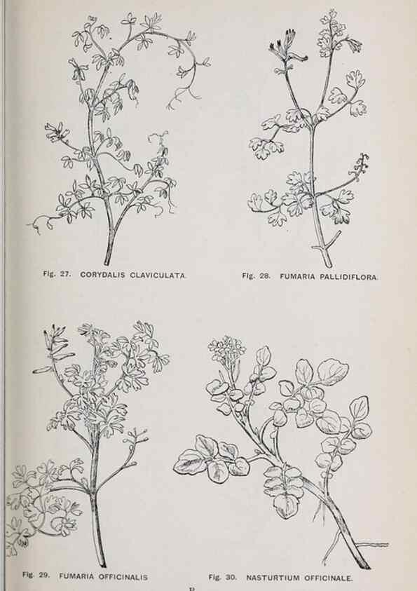 Reproducción/Reproduction 49743250796: The flora of the Liverpool district /. Liverpool :D. Marples & Co.,1902.. 
