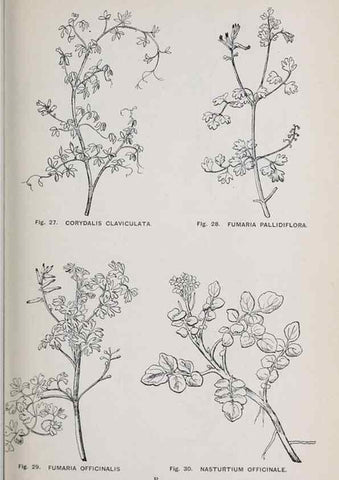 Reproducción/Reproduction 49743250796: The flora of the Liverpool district /. Liverpool :D. Marples & Co.,1902.. 