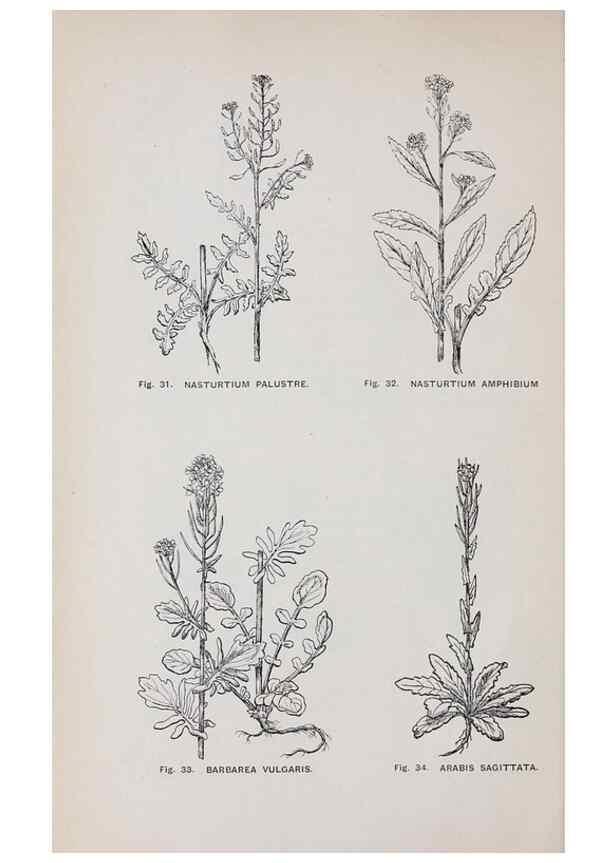 Reproducción/Reproduction 49743572887: The flora of the Liverpool district /. Liverpool :D. Marples & Co.,1902.. 