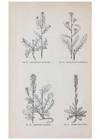 Reproducción/Reproduction 49743572887: The flora of the Liverpool district /. Liverpool :D. Marples & Co.,1902.. 
