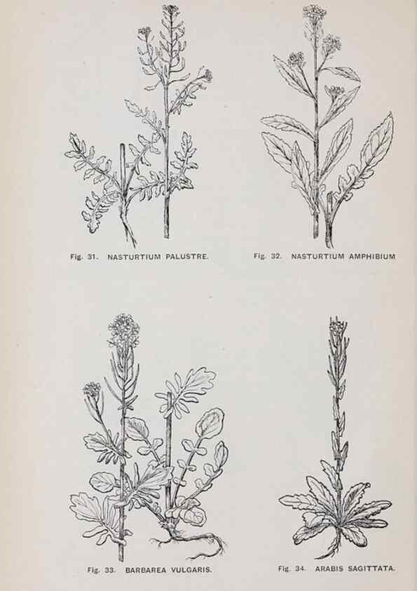 Reproducción/Reproduction 49743572887: The flora of the Liverpool district /. Liverpool :D. Marples & Co.,1902.. 