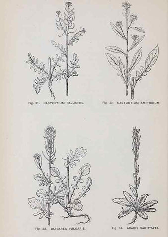 Reproducción/Reproduction 49743572887: The flora of the Liverpool district /. Liverpool :D. Marples & Co.,1902.. 
