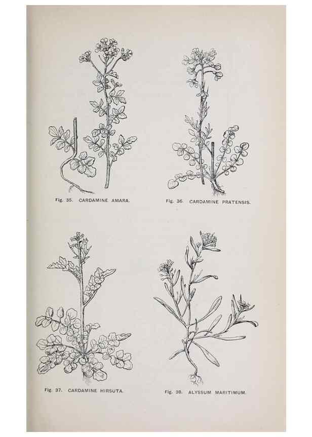 Reproducción/Reproduction 49742701588: The flora of the Liverpool district /. Liverpool :D. Marples & Co.,1902.. 