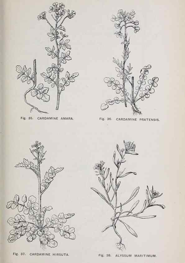 Reproducción/Reproduction 49742701588: The flora of the Liverpool district /. Liverpool :D. Marples & Co.,1902.. 