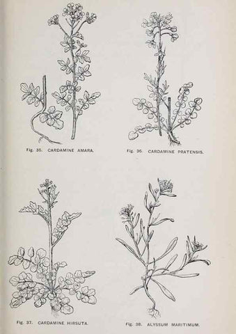 Reproducción/Reproduction 49742701588: The flora of the Liverpool district /. Liverpool :D. Marples & Co.,1902.. 