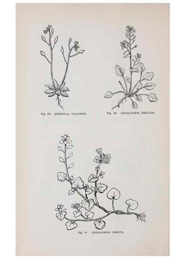 Reproducción/Reproduction 49743573342: The flora of the Liverpool district /. Liverpool :D. Marples & Co.,1902.. 