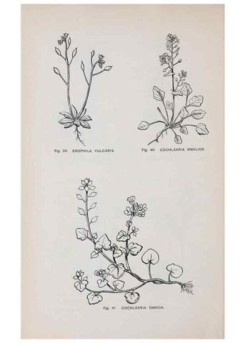Reproducción/Reproduction 49743573342: The flora of the Liverpool district /. Liverpool :D. Marples & Co.,1902.. 