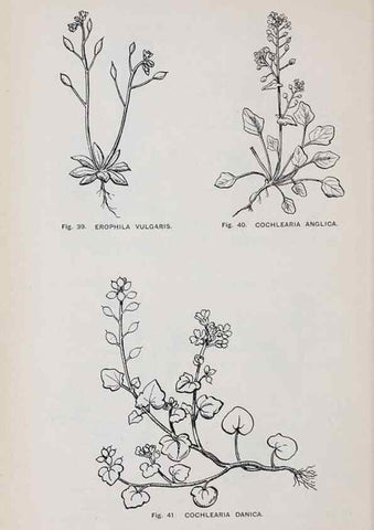 Reproducción/Reproduction 49743573342: The flora of the Liverpool district /. Liverpool :D. Marples & Co.,1902.. 