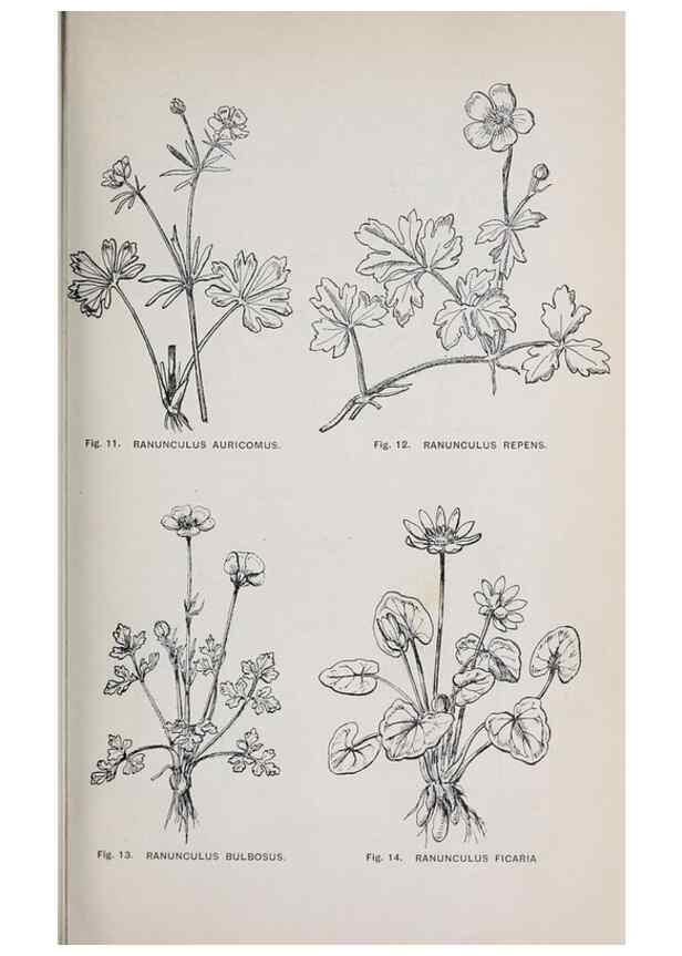 Reproducción/Reproduction 49743571467: The flora of the Liverpool district /. Liverpool :D. Marples & Co.,1902.. 