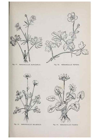Reproducción/Reproduction 49743571467: The flora of the Liverpool district /. Liverpool :D. Marples & Co.,1902.. 