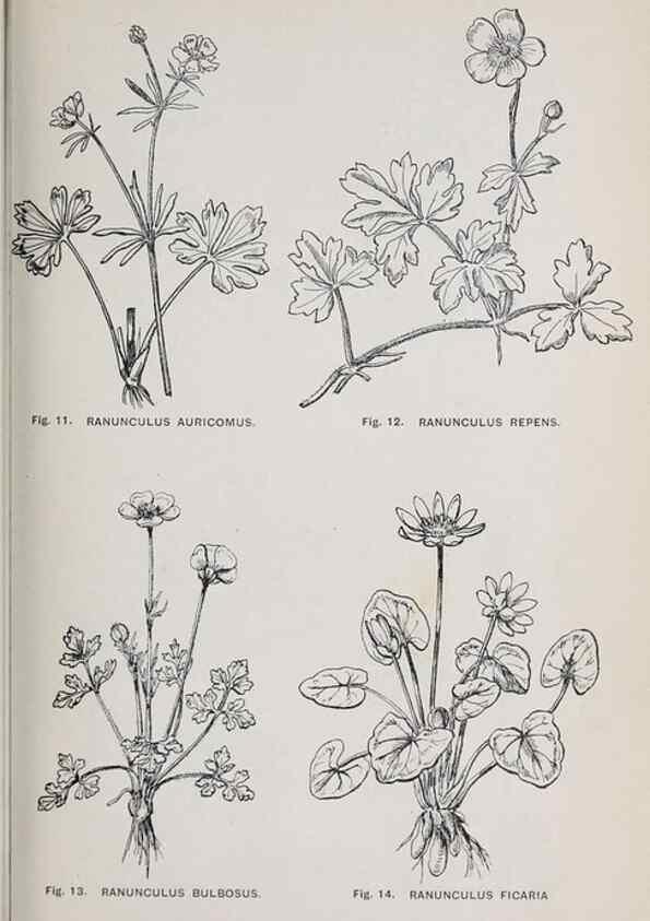 Reproducción/Reproduction 49743571467: The flora of the Liverpool district /. Liverpool :D. Marples & Co.,1902.. 