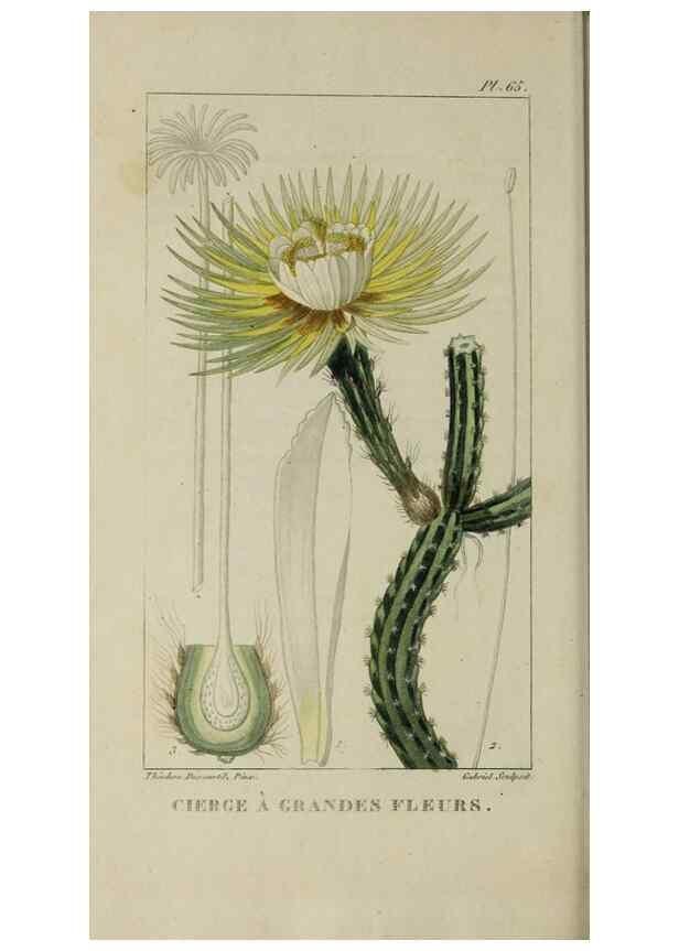 Reproducción/Reproduction 49742639838: Flore pittoresque et médicale des Antilles, ou, Histoire naturelle des plantes usuelles des colonies françaises, anglaises, espagnoles, et portugaises /. Paris :Ches l'Editeur,1833.. 