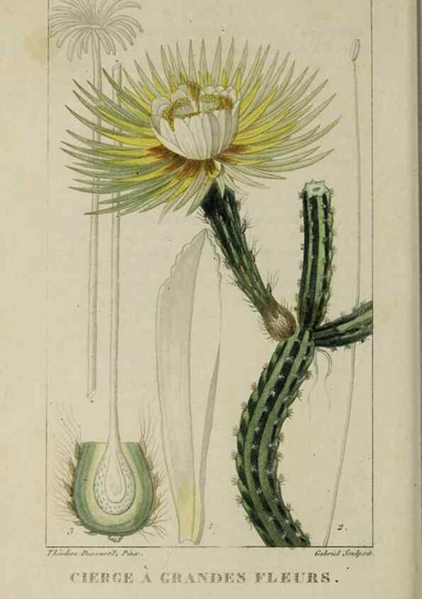 Reproducción/Reproduction 49742639838: Flore pittoresque et médicale des Antilles, ou, Histoire naturelle des plantes usuelles des colonies françaises, anglaises, espagnoles, et portugaises /. Paris :Ches l'Editeur,1833.. 