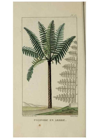 Reproducción/Reproduction 49743188211: Flore pittoresque et médicale des Antilles, ou, Histoire naturelle des plantes usuelles des colonies françaises, anglaises, espagnoles, et portugaises /. Paris :Ches l'Editeur,1833.. 