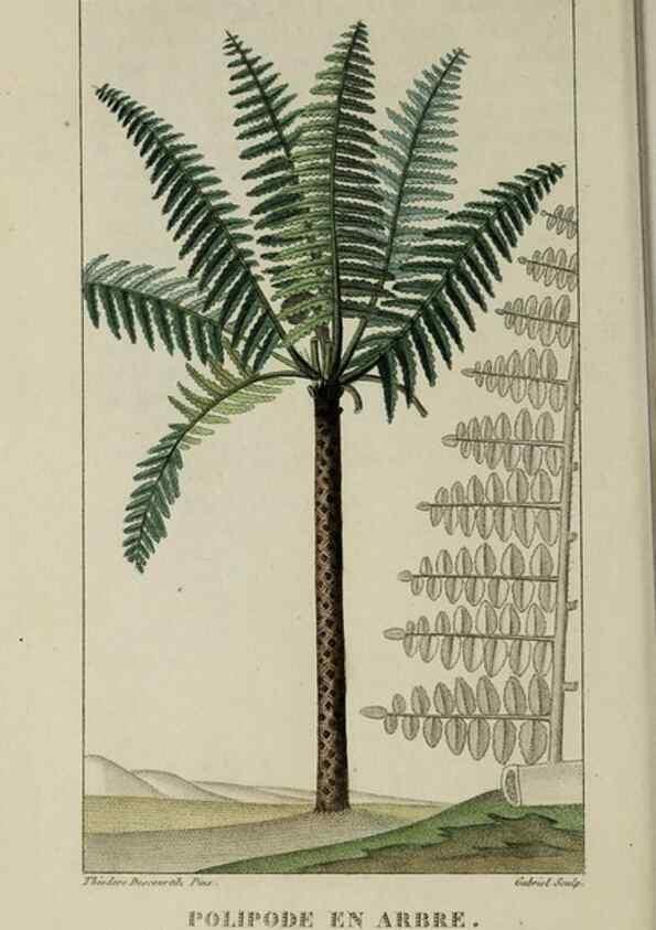 Reproducción/Reproduction 49743188211: Flore pittoresque et médicale des Antilles, ou, Histoire naturelle des plantes usuelles des colonies françaises, anglaises, espagnoles, et portugaises /. Paris :Ches l'Editeur,1833.. 