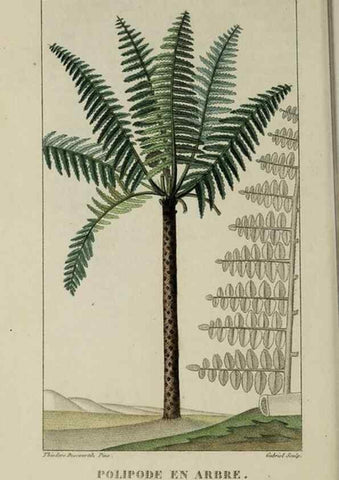 Reproducción/Reproduction 49743188211: Flore pittoresque et médicale des Antilles, ou, Histoire naturelle des plantes usuelles des colonies françaises, anglaises, espagnoles, et portugaises /. Paris :Ches l'Editeur,1833.. 