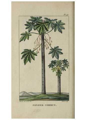 Reproducción/Reproduction 49743182761: Flore pittoresque et médicale des Antilles, ou, Histoire naturelle des plantes usuelles des colonies françaises, anglaises, espagnoles, et portugaises /. Paris :Ches l'Editeur,1833.. 