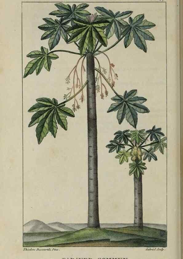 Reproducción/Reproduction 49743182761: Flore pittoresque et médicale des Antilles, ou, Histoire naturelle des plantes usuelles des colonies françaises, anglaises, espagnoles, et portugaises /. Paris :Ches l'Editeur,1833.. 