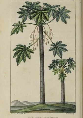 Reproducción/Reproduction 49743182761: Flore pittoresque et médicale des Antilles, ou, Histoire naturelle des plantes usuelles des colonies françaises, anglaises, espagnoles, et portugaises /. Paris :Ches l'Editeur,1833.. 
