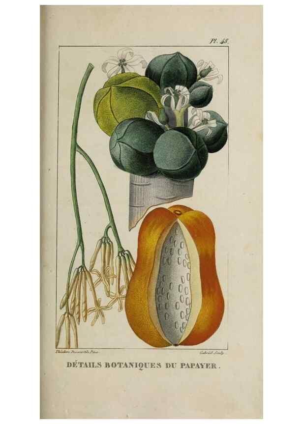 Reproducción/Reproduction 49743504812: Flore pittoresque et médicale des Antilles, ou, Histoire naturelle des plantes usuelles des colonies françaises, anglaises, espagnoles, et portugaises /. Paris :Ches l'Editeur,1833.. 