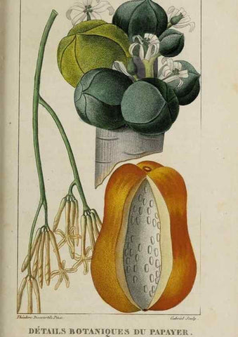 Reproducción/Reproduction 49743504812: Flore pittoresque et médicale des Antilles, ou, Histoire naturelle des plantes usuelles des colonies françaises, anglaises, espagnoles, et portugaises /. Paris :Ches l'Editeur,1833.. 