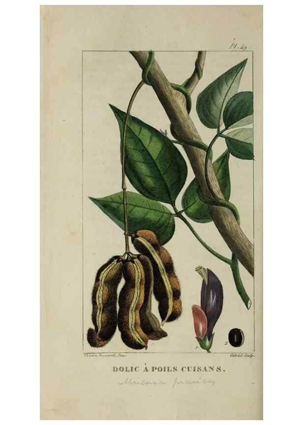 Reproducción/Reproduction 49743183431: Flore pittoresque et médicale des Antilles, ou, Histoire naturelle des plantes usuelles des colonies françaises, anglaises, espagnoles, et portugaises /. Paris :Ches l'Editeur,1833.. 