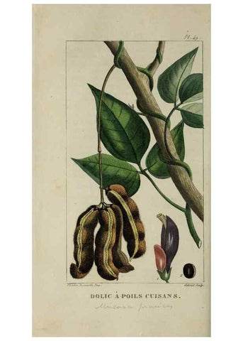 Reproducción/Reproduction 49743183431: Flore pittoresque et médicale des Antilles, ou, Histoire naturelle des plantes usuelles des colonies françaises, anglaises, espagnoles, et portugaises /. Paris :Ches l'Editeur,1833.. 