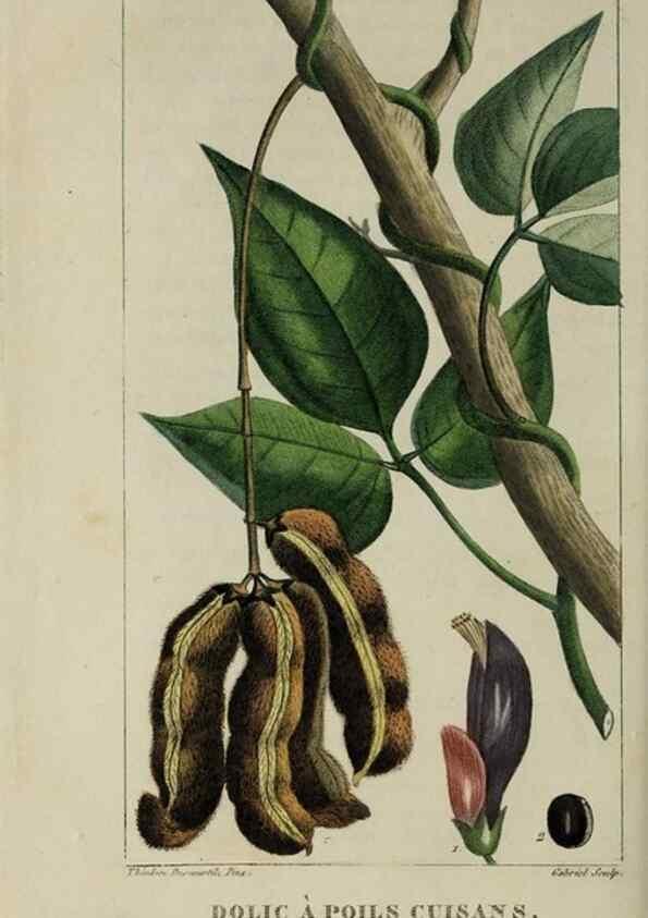 Reproducción/Reproduction 49743183431: Flore pittoresque et médicale des Antilles, ou, Histoire naturelle des plantes usuelles des colonies françaises, anglaises, espagnoles, et portugaises /. Paris :Ches l'Editeur,1833.. 