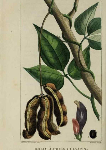 Reproducción/Reproduction 49743183431: Flore pittoresque et médicale des Antilles, ou, Histoire naturelle des plantes usuelles des colonies françaises, anglaises, espagnoles, et portugaises /. Paris :Ches l'Editeur,1833.. 