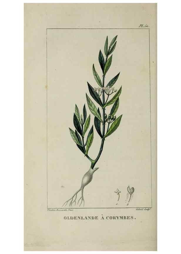 Reproducción/Reproduction 49742634963: Flore pittoresque et médicale des Antilles, ou, Histoire naturelle des plantes usuelles des colonies françaises, anglaises, espagnoles, et portugaises /. Paris :Ches l'Editeur,1833.. 