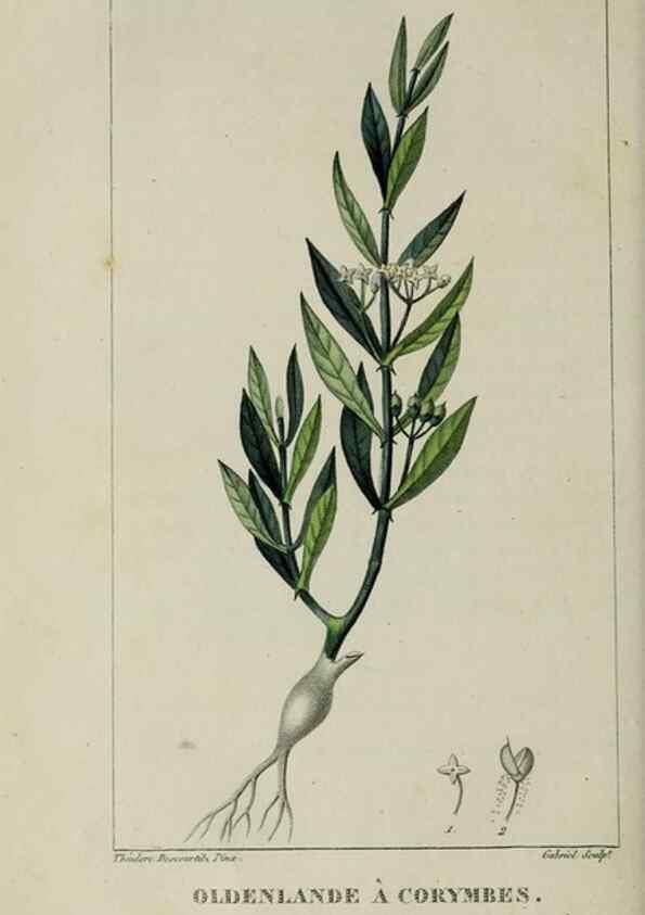 Reproducción/Reproduction 49742634963: Flore pittoresque et médicale des Antilles, ou, Histoire naturelle des plantes usuelles des colonies françaises, anglaises, espagnoles, et portugaises /. Paris :Ches l'Editeur,1833.. 